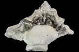 Mosasaur (Platecarpus) Dorsal Vertebra - Kansas #91057-1